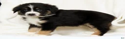 Miniature Australian Shepherd dogs for sale: Lily - Ad 7