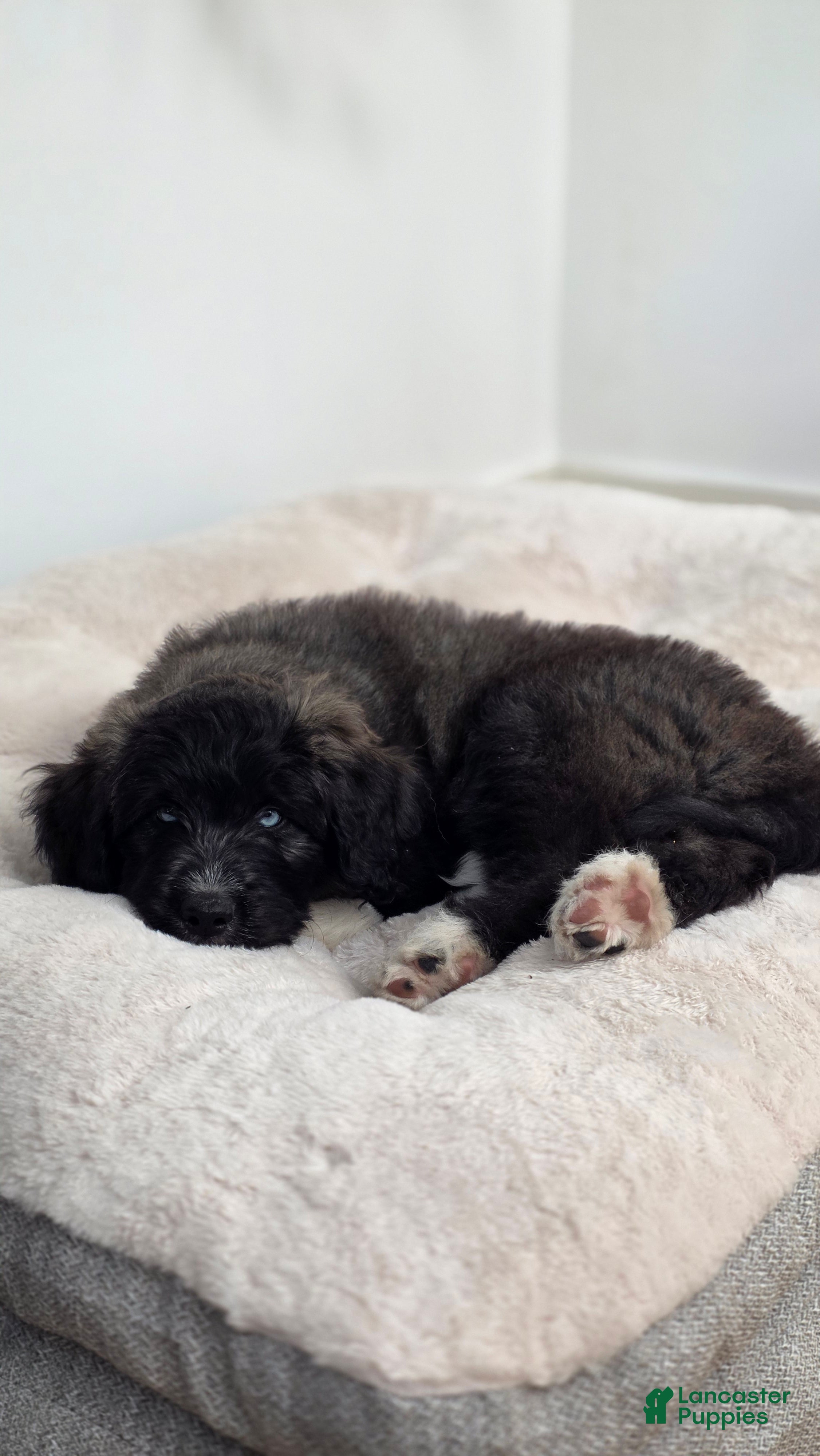 Mixed Breed dogs Cream - Ad 2