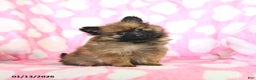 Pomeranian dogs for sale: Hope - Ad 1