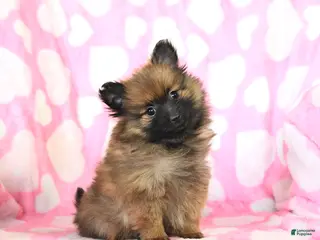 Pomeranian dogs Hope - Ad 30