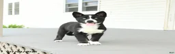 Gerberian Shepsky dogs for sale: Frosty - Ad 5