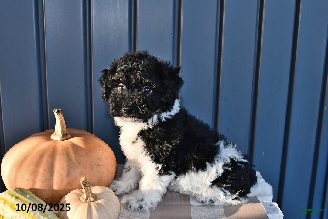 Havanese dogs for sale: Jack  - Ad 20