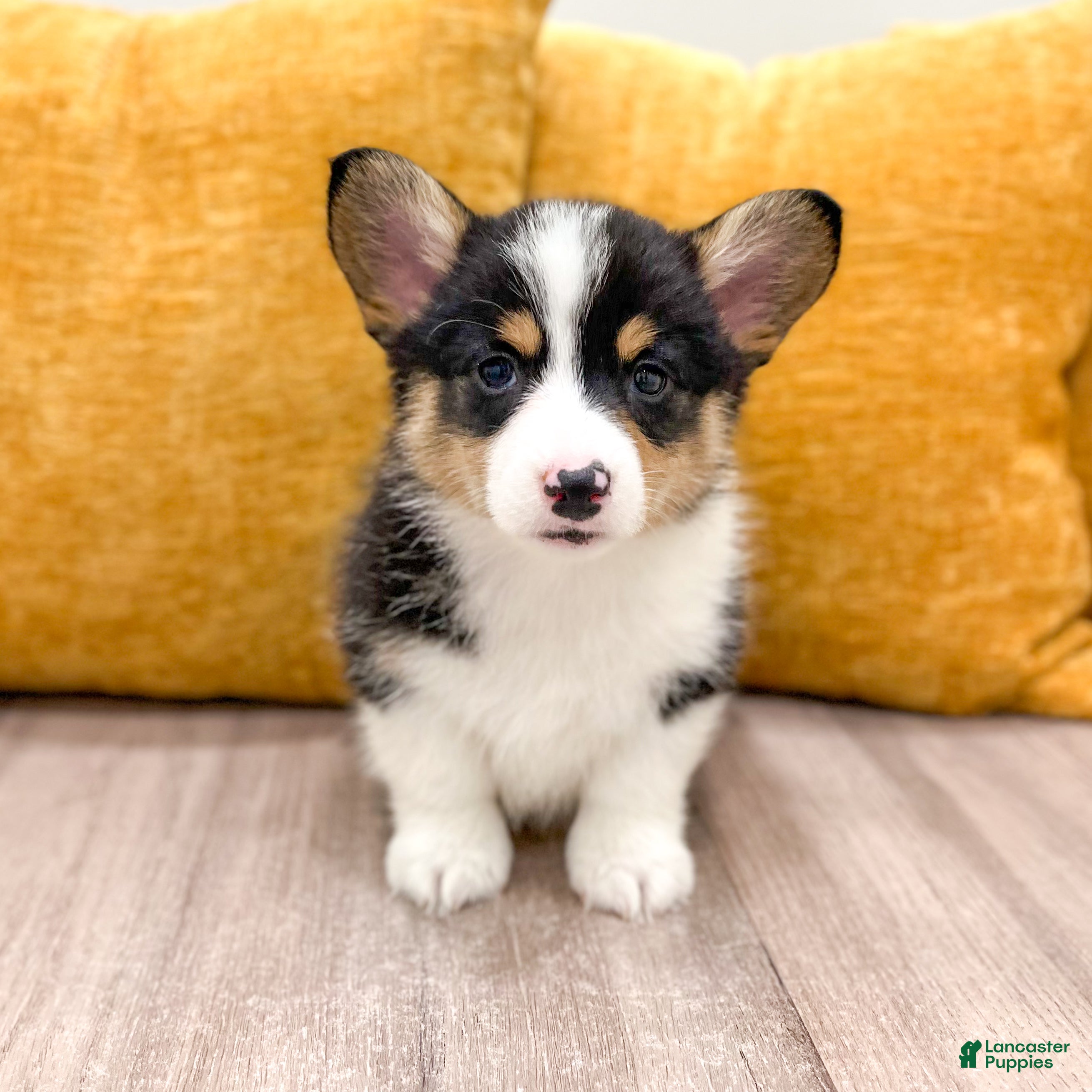 Welsh Corgi Pembroke dogs Mason - Ad 1