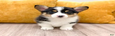 Mason