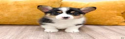Welsh Corgi Pembroke dogs for sale: Mason - Ad 1