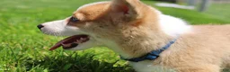 Welsh Corgi Pembroke dogs for sale: Ace - Ad 6