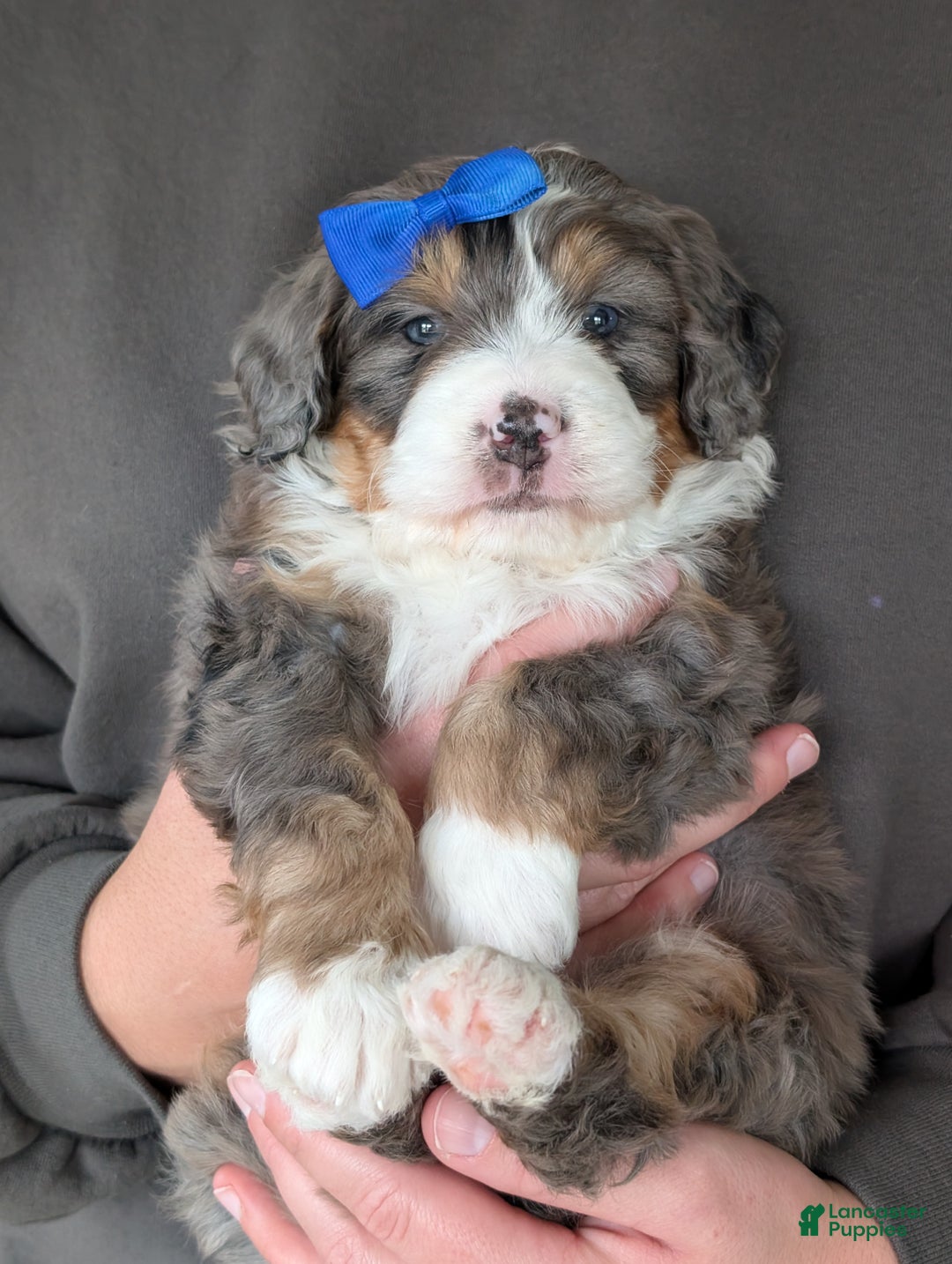 Mini Bernedoodle dogs for sale: Mini Riley  - Ad 23