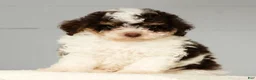 Miniature Poodle dogs for sale: Patches - Ad 1