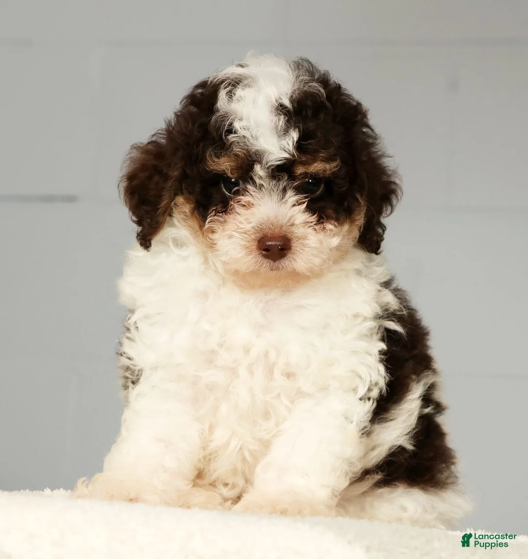 Miniature Poodle dogs for sale: Patches - Ad 1