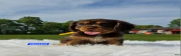 Cavalier King Charles Spaniel dogs for sale: Mason - Ad 2