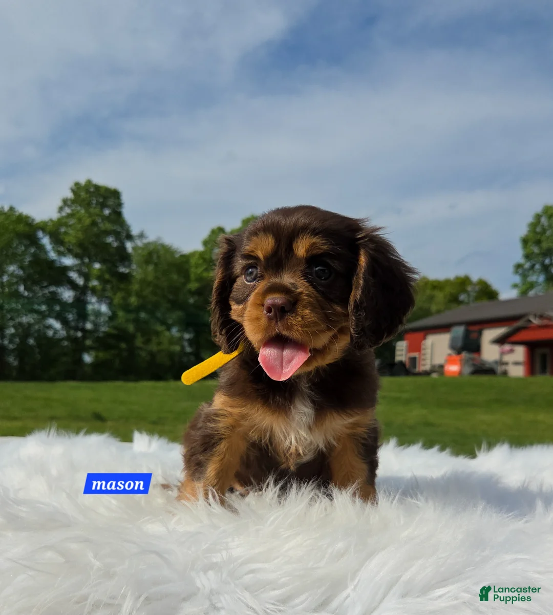 Cavalier King Charles Spaniel dogs for sale: Mason - Ad 2