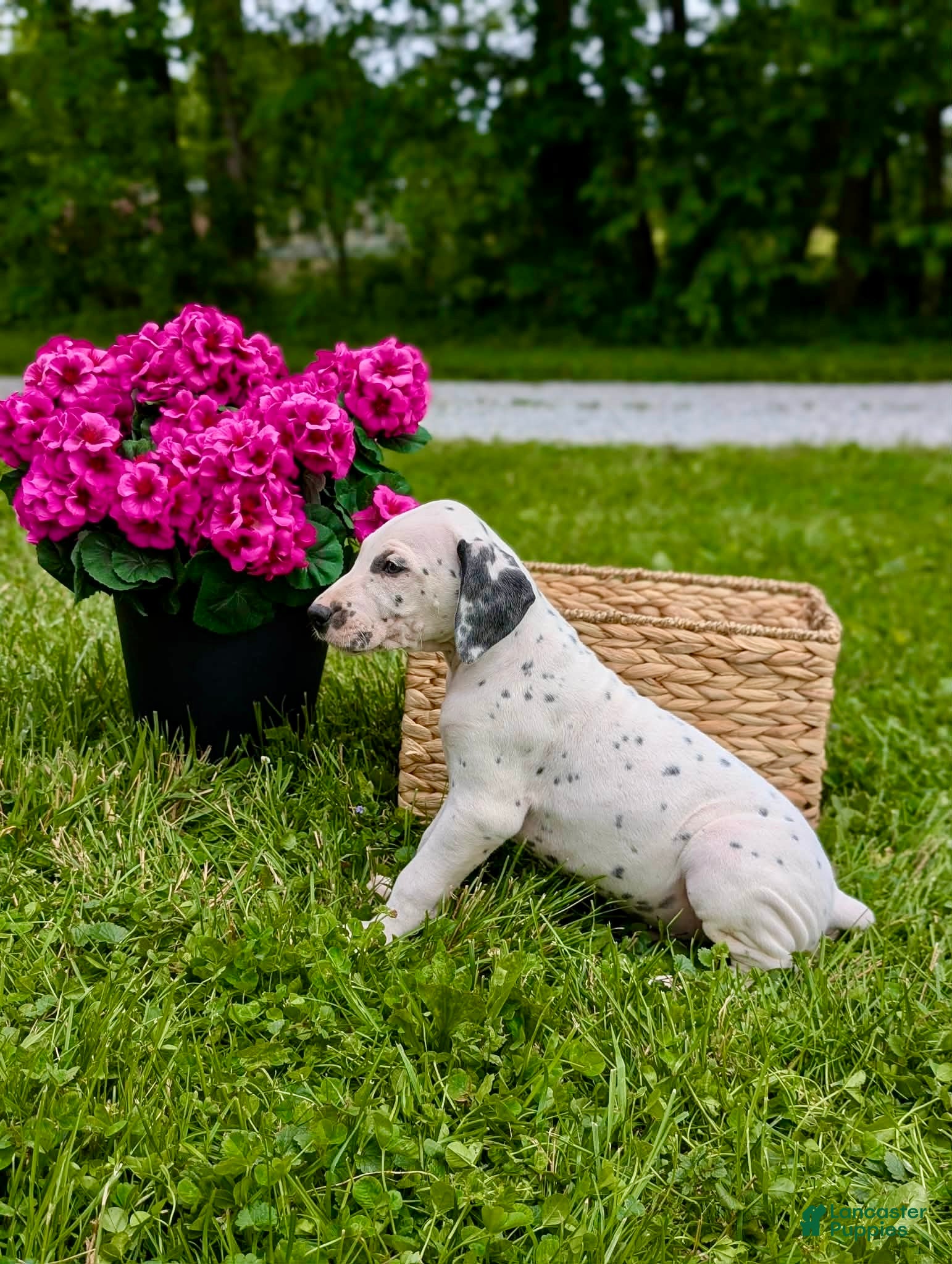 Mixed Breed dogs Max - Ad 8