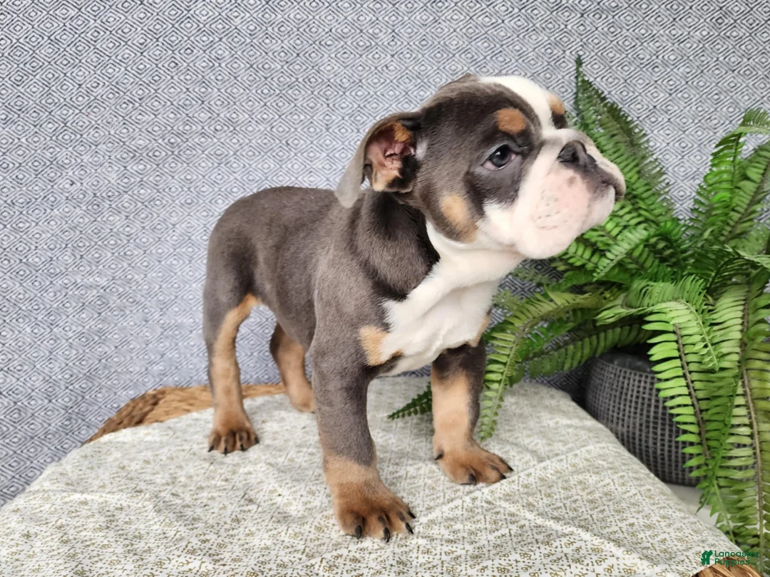 English Bulldog dogs for sale: Elliot - Ad 4