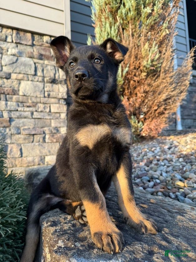 German Shepherd dogs for sale: Zeus - Ad 2