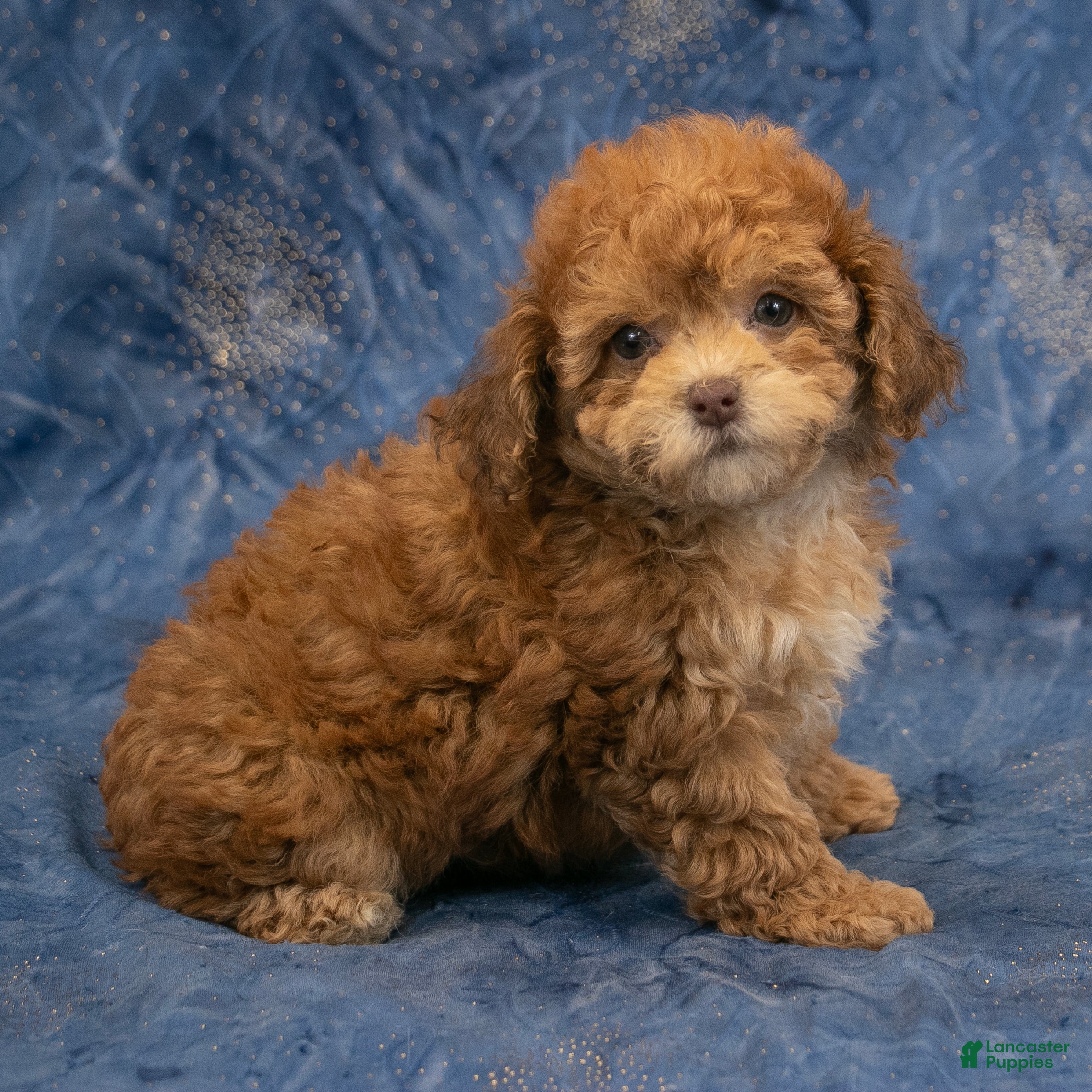 Havapoo dogs Aspen - Ad 2