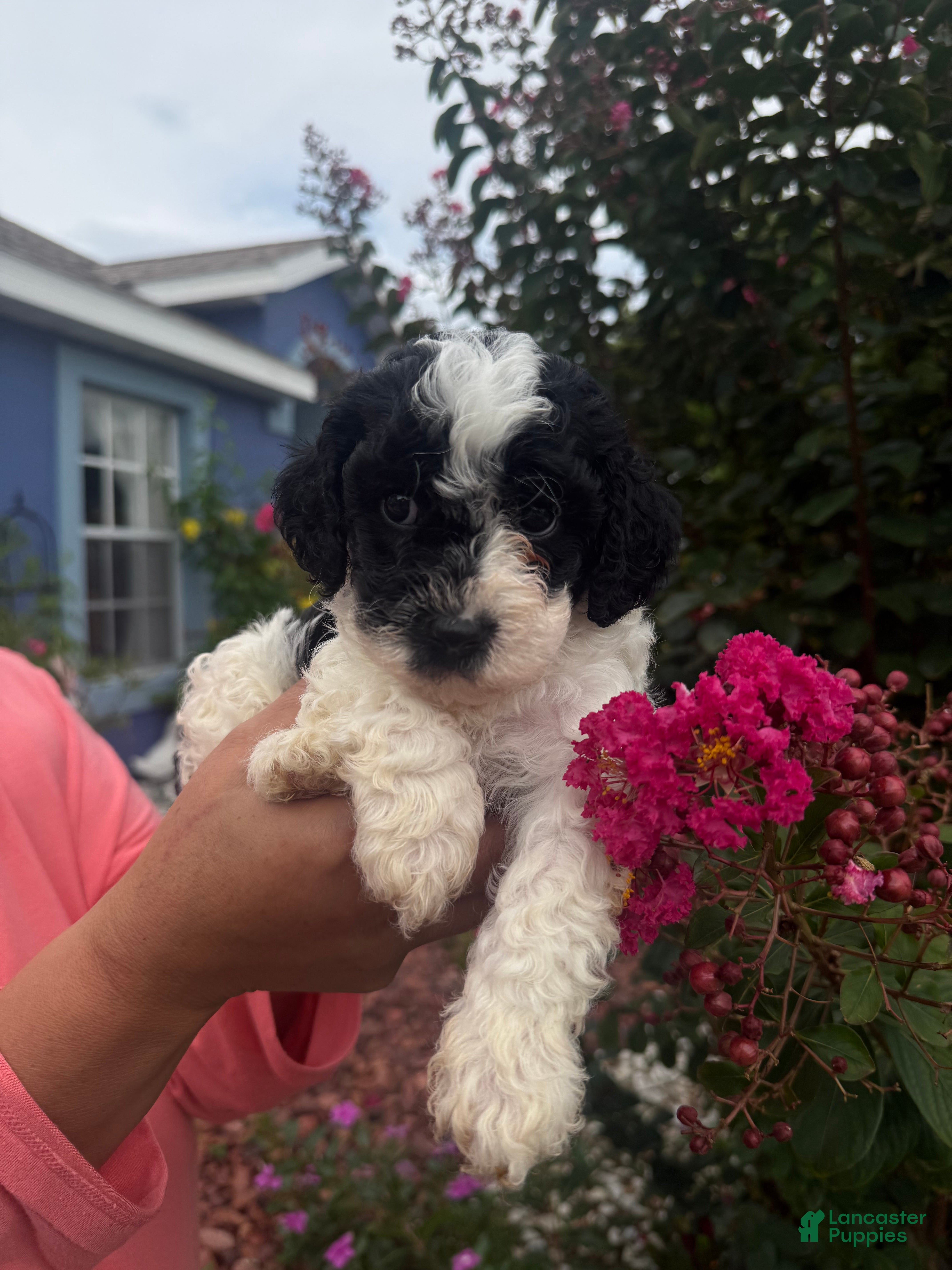 Cavapoo dogs Cosmo - Ad 8