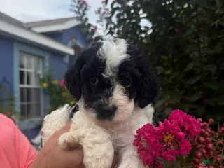 Cavapoo dogs Cosmo - Ad 7
