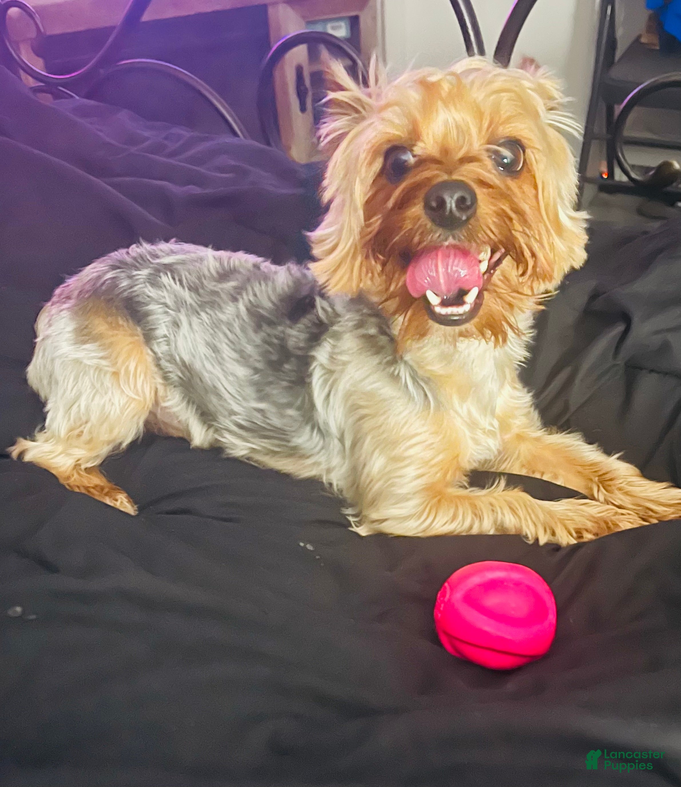 Yorkshire Terrier dogs Yorkshire Terrier Puppy 1 - Ad 4