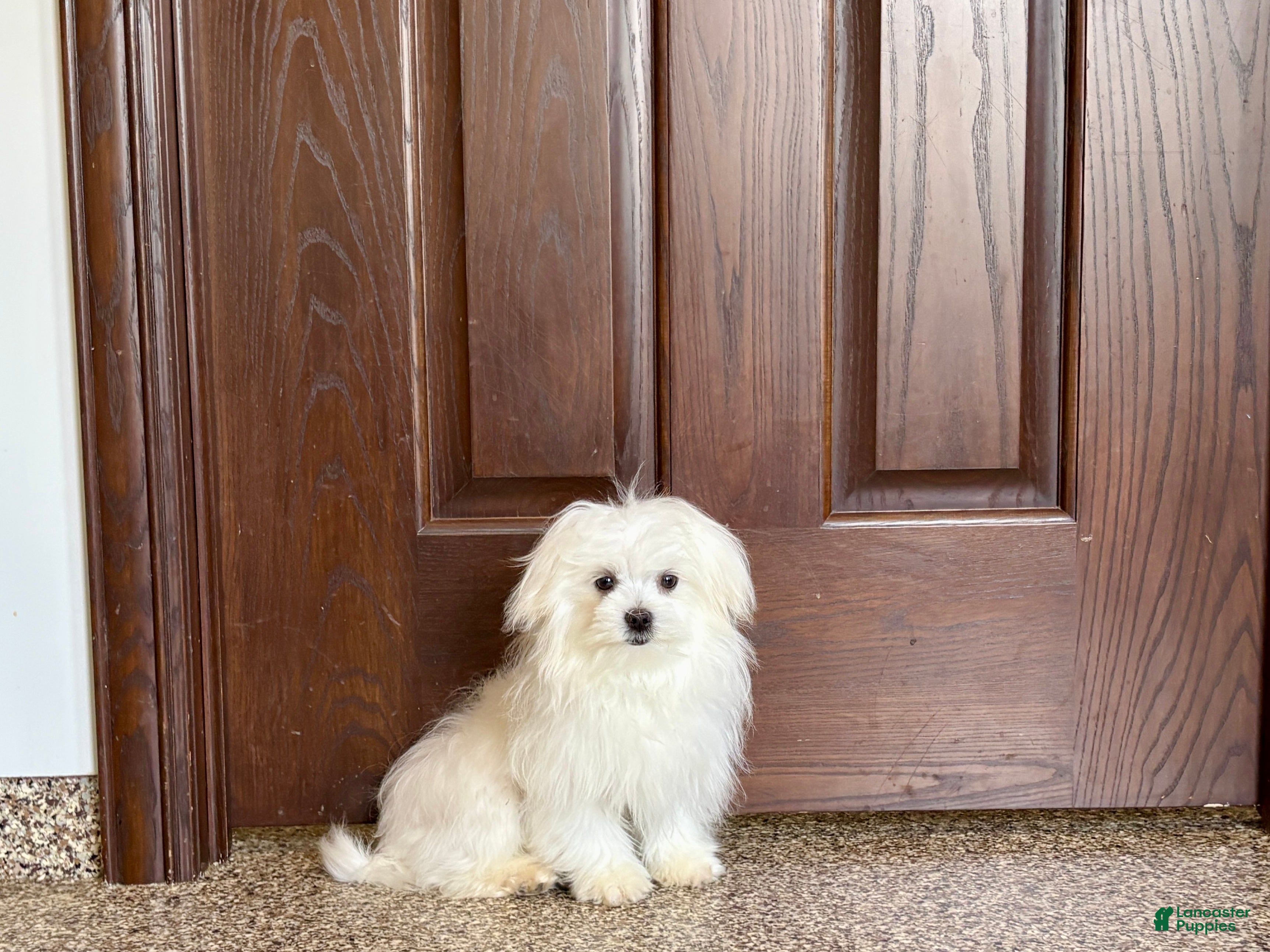 Maltese dogs MJ - Ad 1