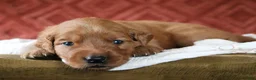 Golden Retriever dogs for sale: Autumn - Ad 3