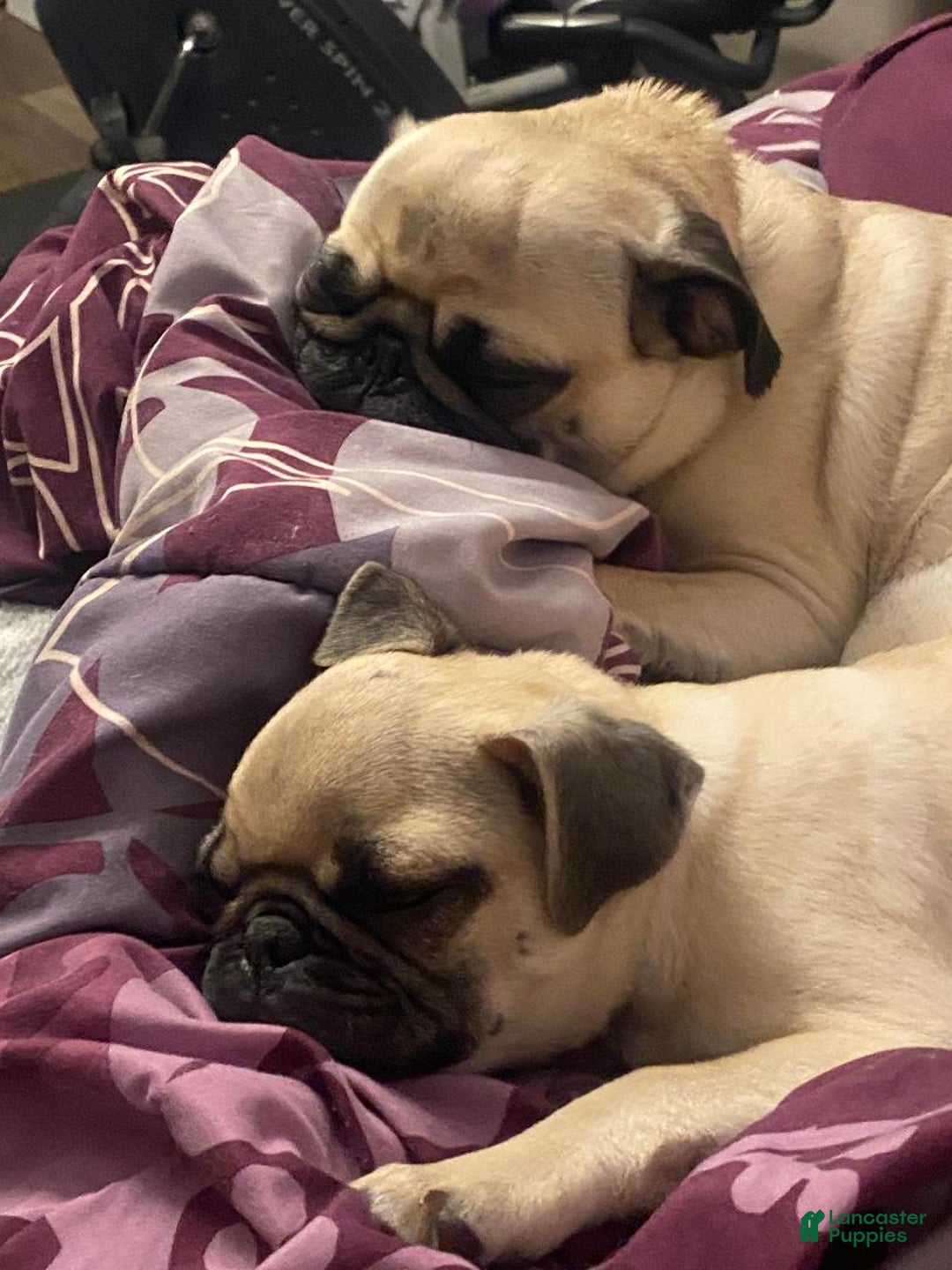 Gallery Image {{count}}