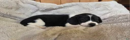 Puggle dogs for sale: Bruiser - Ad 2
