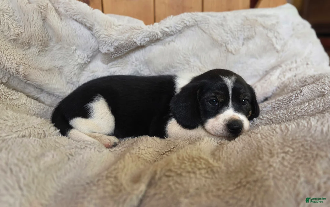 Puggle dogs for sale: Bruiser - Ad 2