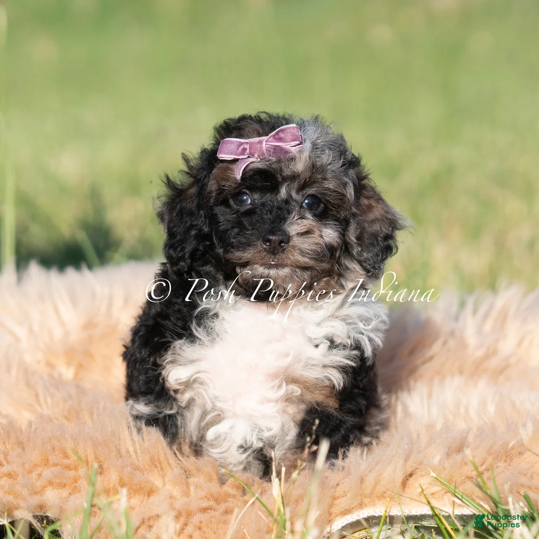 Toy Poodle dogs for sale: River AKC - Ad 2