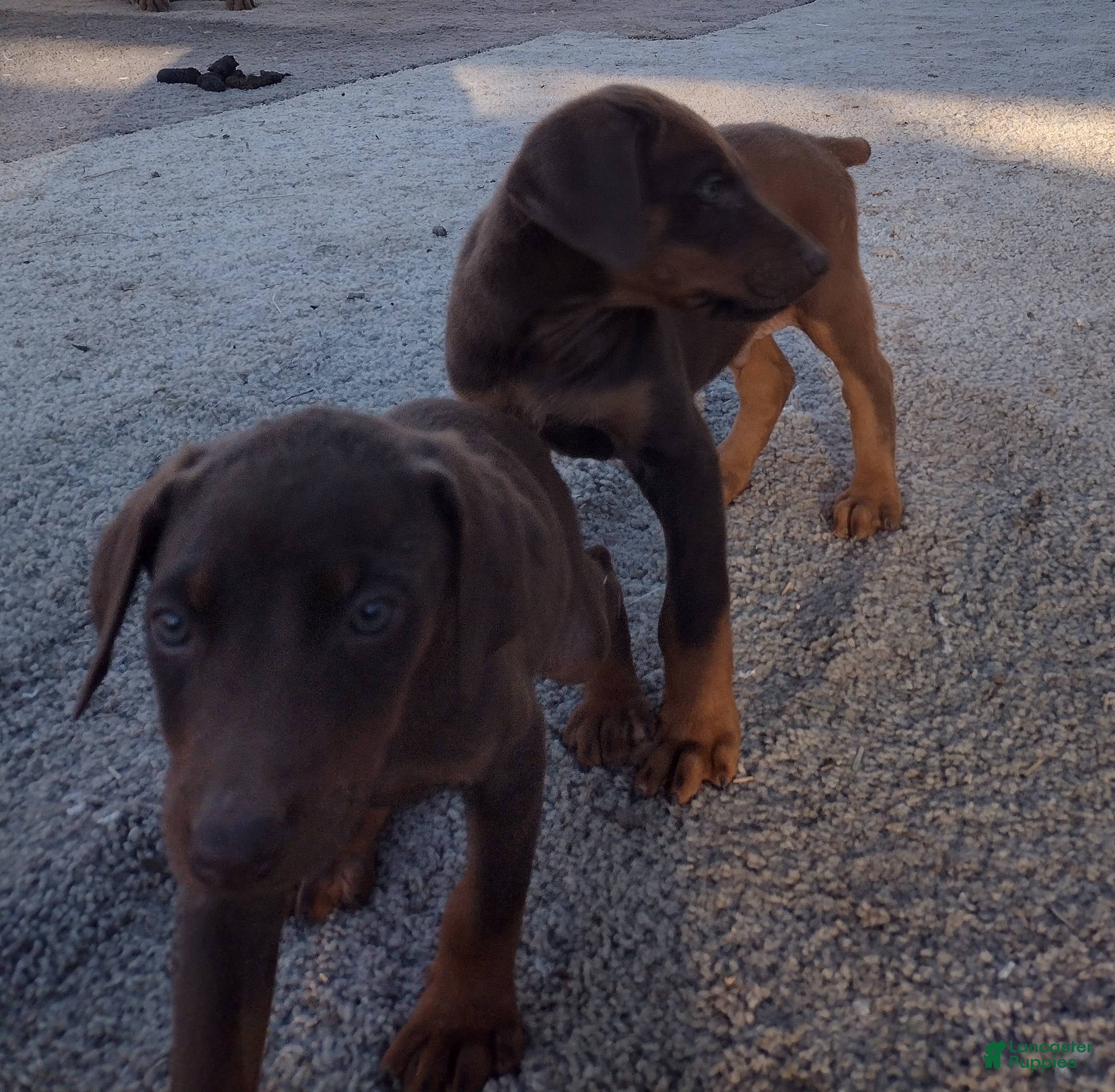 Doberman Pinscher dogs Doberman Pinscher Puppy 4 - Ad 3