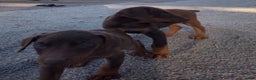 Doberman Pinscher dogs for sale: Doberman Pinscher Puppy 4 - Ad 1