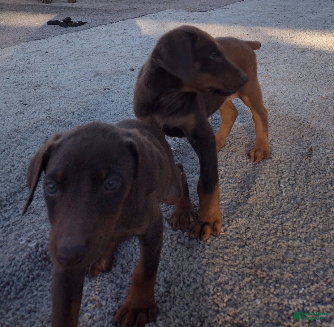 Doberman Pinscher dogs for sale: Doberman Pinscher Puppy 4 - Ad 1