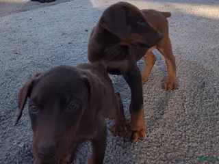 Doberman Pinscher dogs Doberman Pinscher Puppy 4 - Ad 5