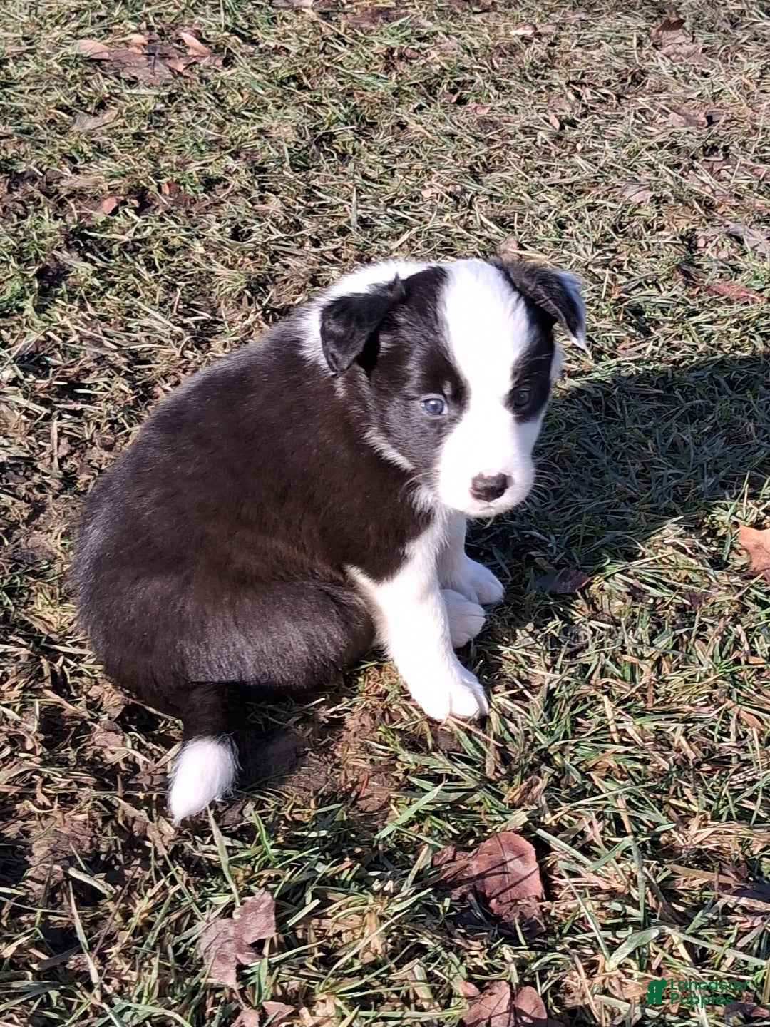 Border Collie dogs for sale: Daisy - Ad 4