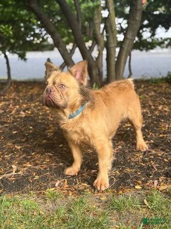 French Bulldog dogs French Bulldog 1 puppies - Ad 15