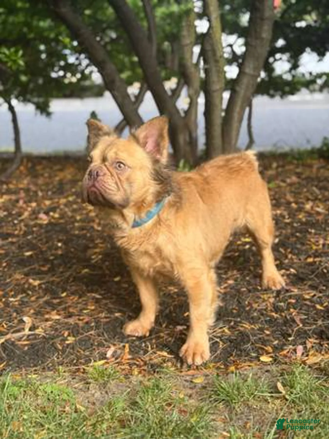 French Bulldog dogs for stud: French Bulldog 1 puppies - Ad 1