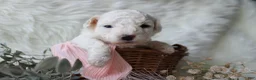 Bichpoo dogs for sale: Sable - Ad 10