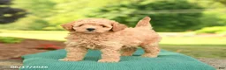 Mini Goldendoodle dogs for sale: Abby - Ad 3