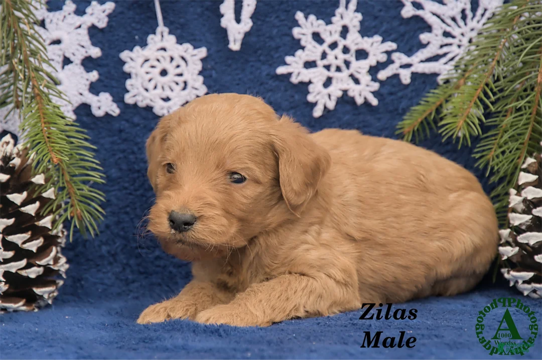 Mini Goldendoodle dogs for sale: Zilas - Ad 3