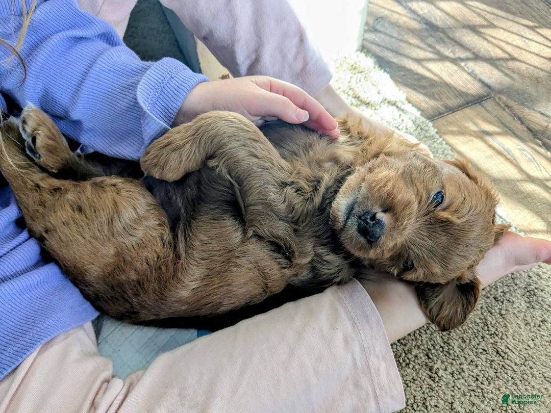 Goldendoodle dogs for sale: Golden Mountain Doodle Puppy 1 - Ad 5