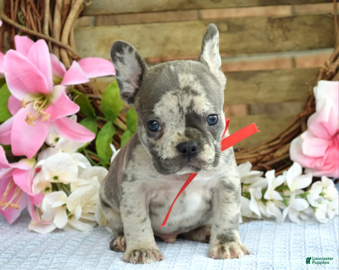 French Bulldog dogs for sale: Felix  - Ad 2