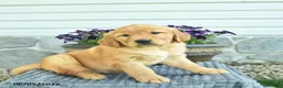 Golden Retriever dogs for sale: Teddy  - Ad 4