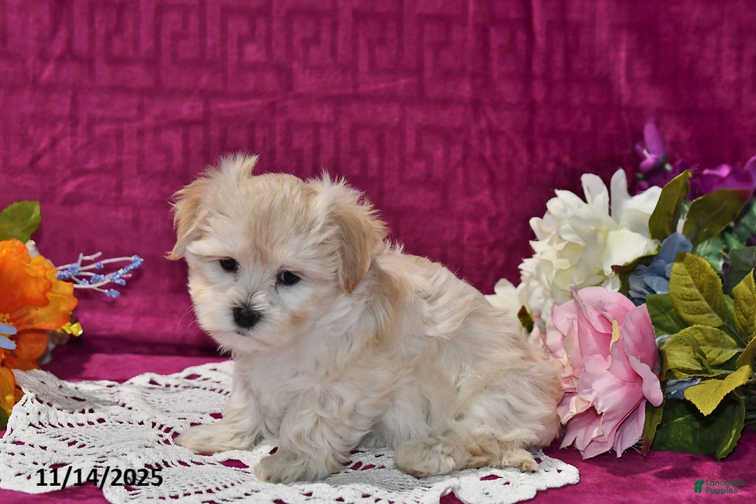 Maltipoo dogs for sale: Lily - Ad 3