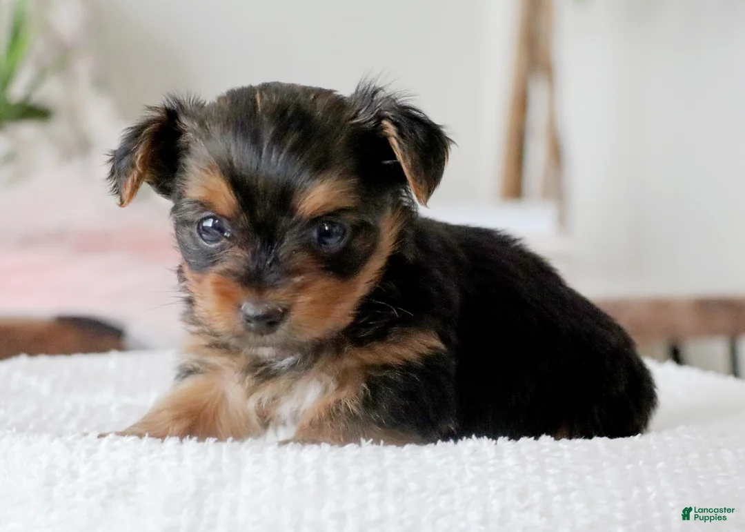 Yorkshire Terrier dogs for sale: Yorkshire Terrier Puppy 1 - Ad 6