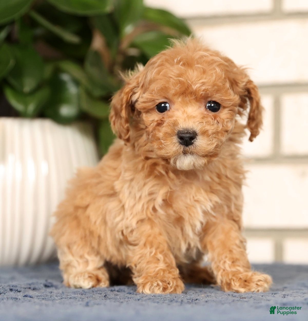 Bichpoo dogs Fern - Ad 11