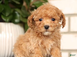 Bichpoo dogs Fern - Ad 11