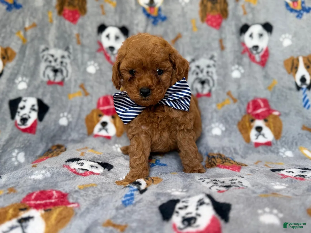 Cavapoo dogs for sale: Lynx - Ad 2