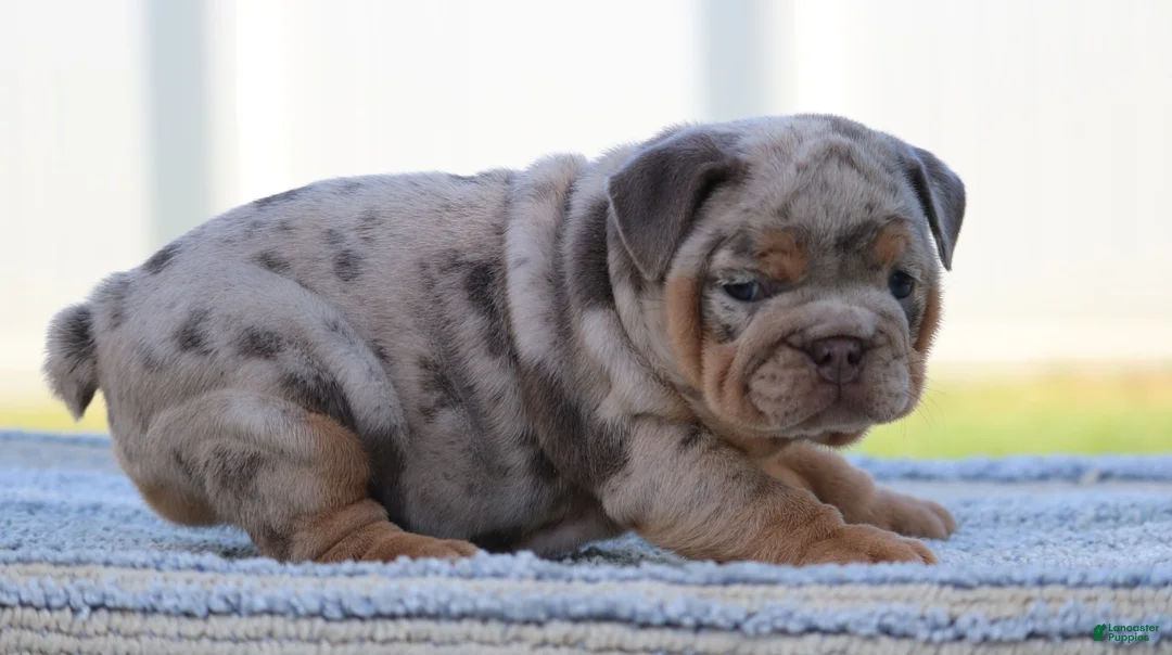 English Bulldog dogs for sale: English Bulldog Puppy 1 - Ad 2