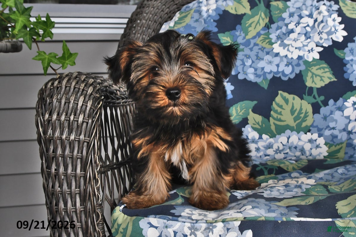 Yorkshire Terrier dogs Casey - Ad 1