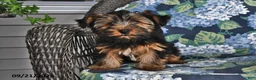 Yorkshire Terrier dogs for sale: Casey - Ad 1