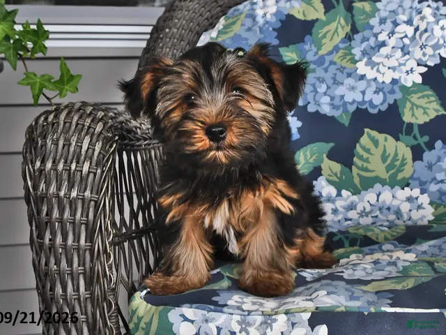 Yorkshire Terrier dogs for sale: Casey - Ad 1